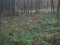 /album/fotogaleria-2020-21/sietky-1-jpg/